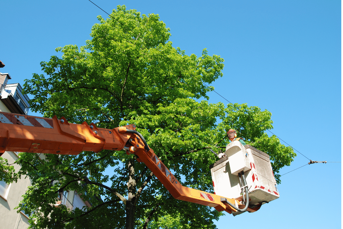 Tree Removal